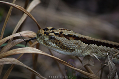 Crotalus tzabcan