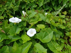 Calystegia sepium