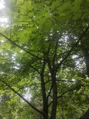 Acer platanoides