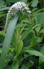 Lysimachia barystachys