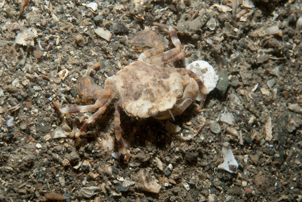 dwarf swimming crab