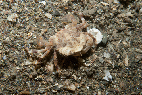Polybius pusillus