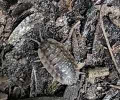 Oniscus asellus