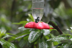 Chaetocercus mulsant