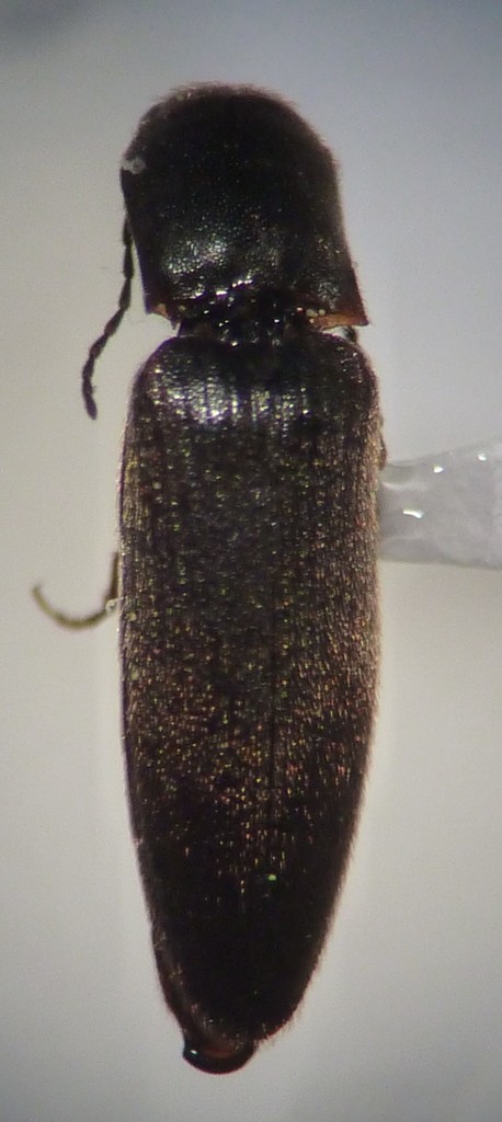 Dalopius tristis