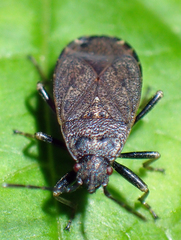 Pyrrhocoris sinuaticollis