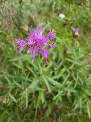 Centaurea