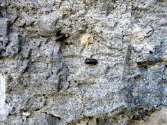 Chondrina megacheilos