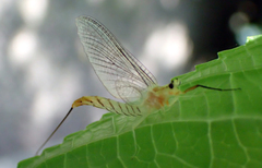 Ephemera japonica