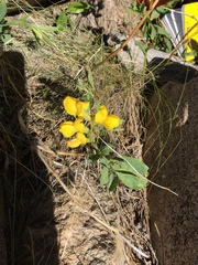 Thermopsis montana
