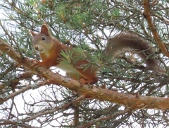 Sciurus vulgaris