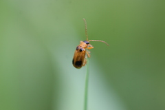 Phyllobrotica quadrimaculata