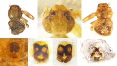Xysticus ferrugineus