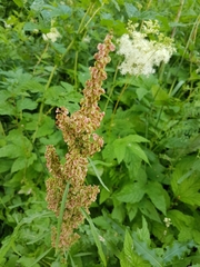 Rumex