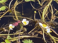 Ranunculus schmalhausenii