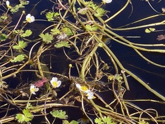 Ranunculus schmalhausenii