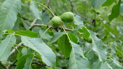 Juglans regia