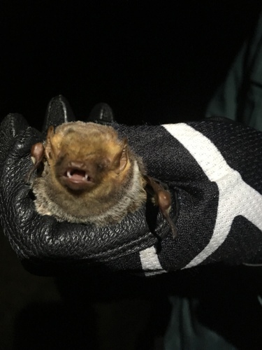 Seminole Bat