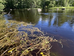 Ranunculus schmalhausenii