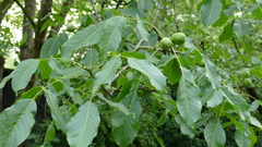 Juglans regia