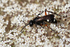 Cryptocheilus versicolor