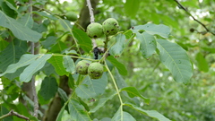 Juglans regia