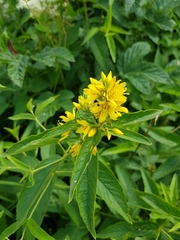 Lysimachia vulgaris