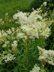 Filipendula ulmaria