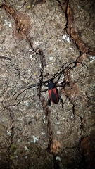 Purpuricenus kaehleri