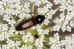 Agriotes ustulatus