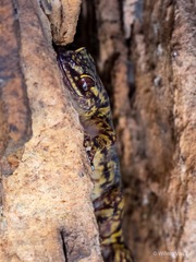 Afroedura hawequensis
