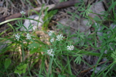 Dorycnium