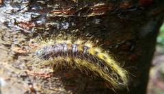 Phalera flavescens