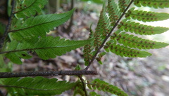Dryopteris sordidipes