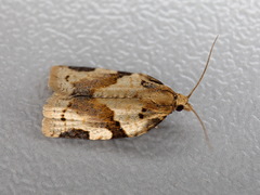 Clepsis spectrana
