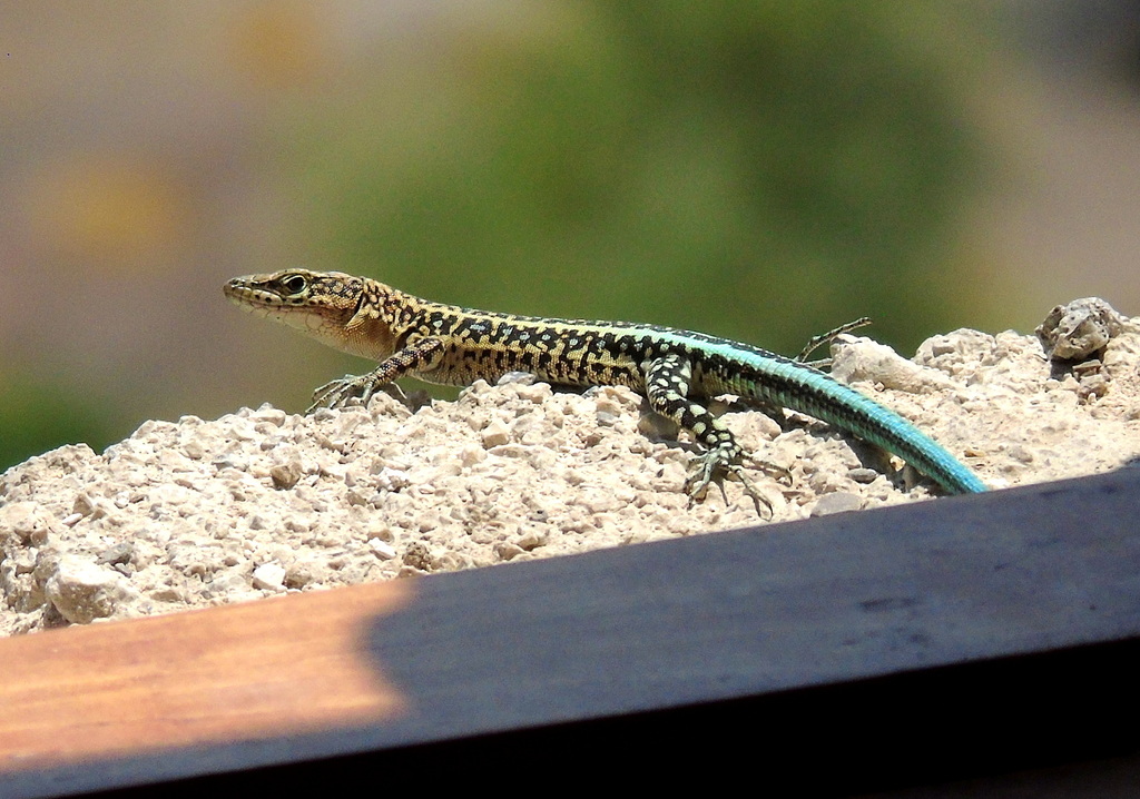 Anatolian Lizard