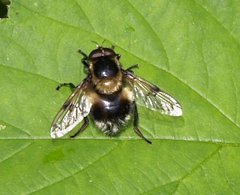 Volucella bombylans