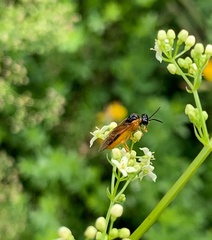 Athalia rosae