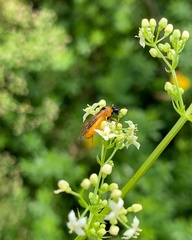 Athalia rosae