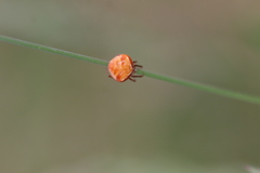 Araneus triguttatus