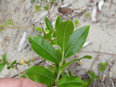 Salix pseudomyrsinites
