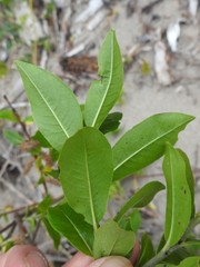 Salix pseudomyrsinites