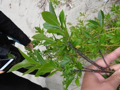 Salix pseudomyrsinites