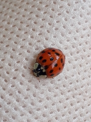 Harmonia axyridis