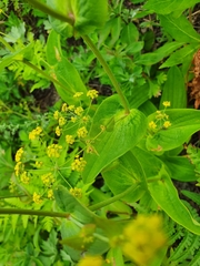 Bupleurum longiradiatum