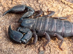 Opisthacanthus capensis