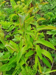 Bupleurum longiradiatum