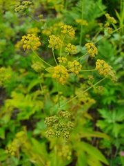 Bupleurum longiradiatum