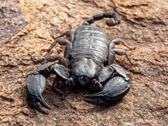 Opisthacanthus capensis