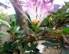 Anochetus